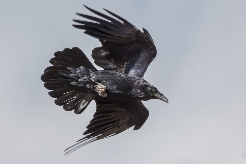 Common Raven - Juan Miguel Artigas Azas