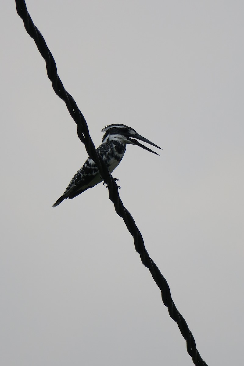 Pied Kingfisher - Rishi Palit