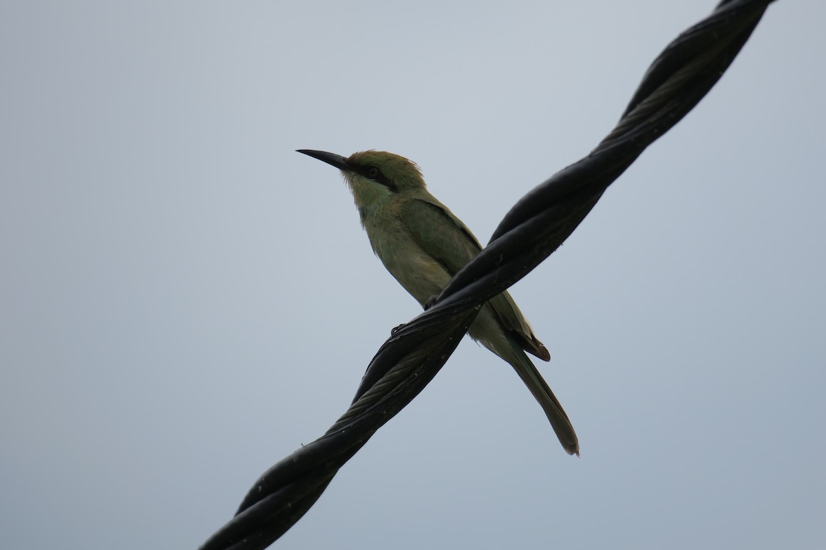 Asian Green Bee-eater - ML138422611