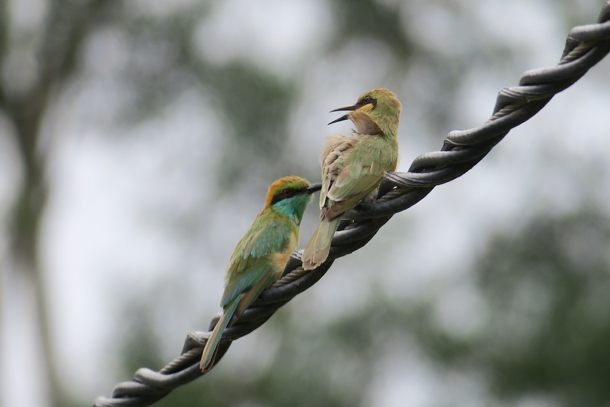 Asian Green Bee-eater - ML138422621