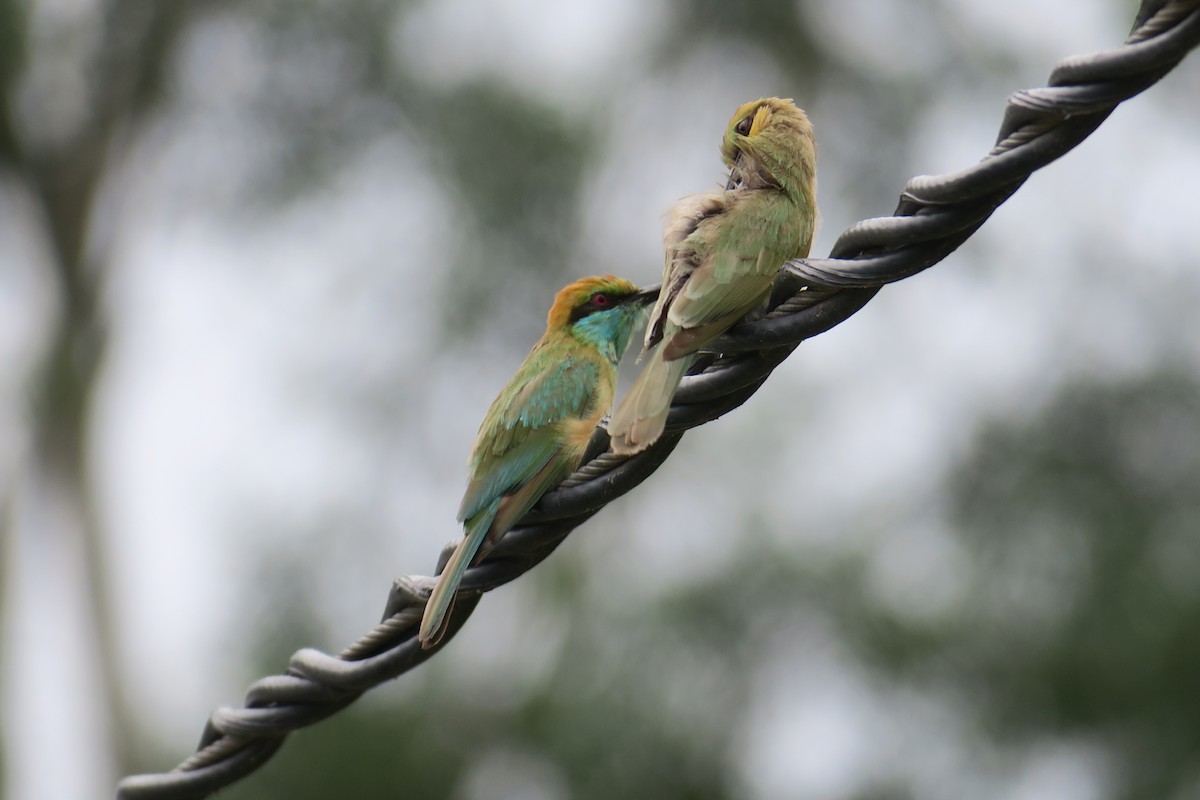 Asian Green Bee-eater - Rishi Palit