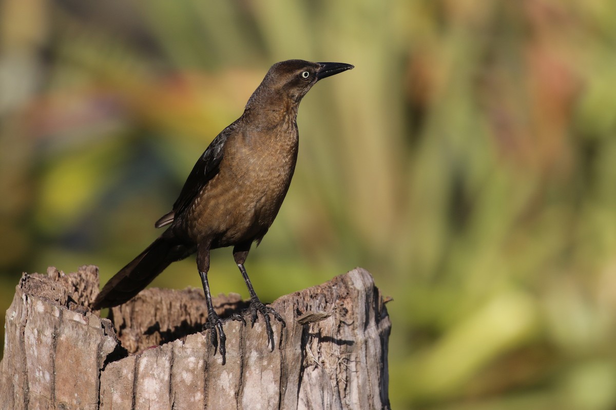 Great-tailed Grackle - ML138422901