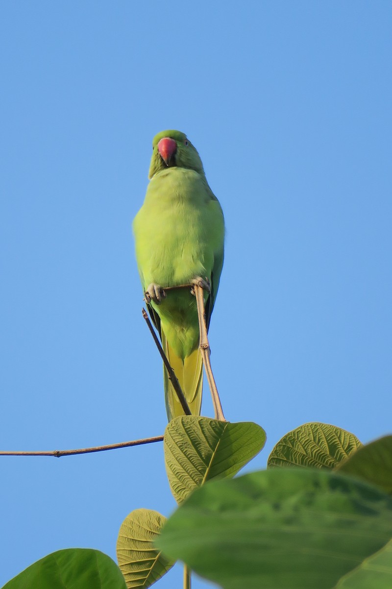 Rose-ringed Parakeet - Rishi Palit