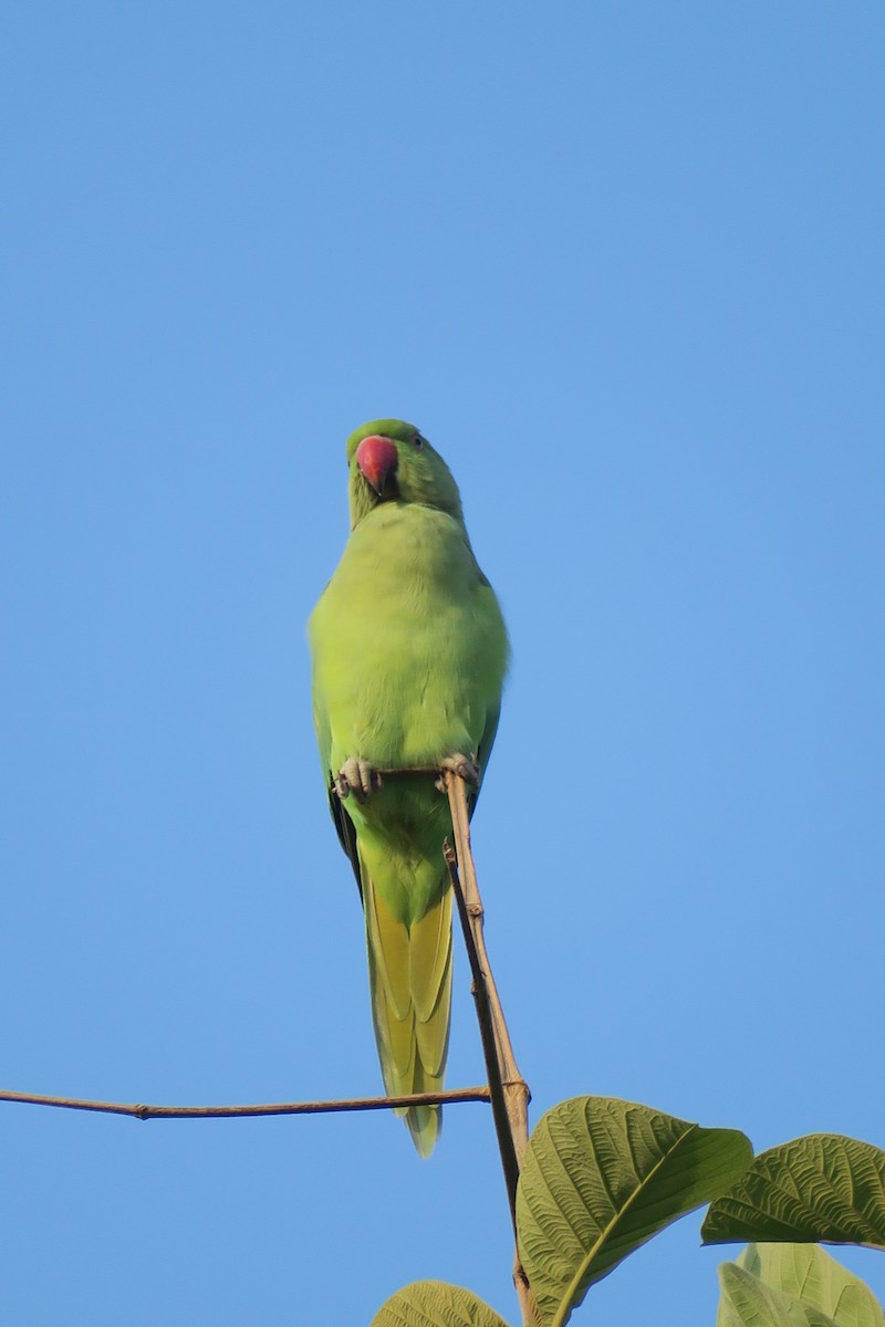 Rose-ringed Parakeet - Rishi Palit