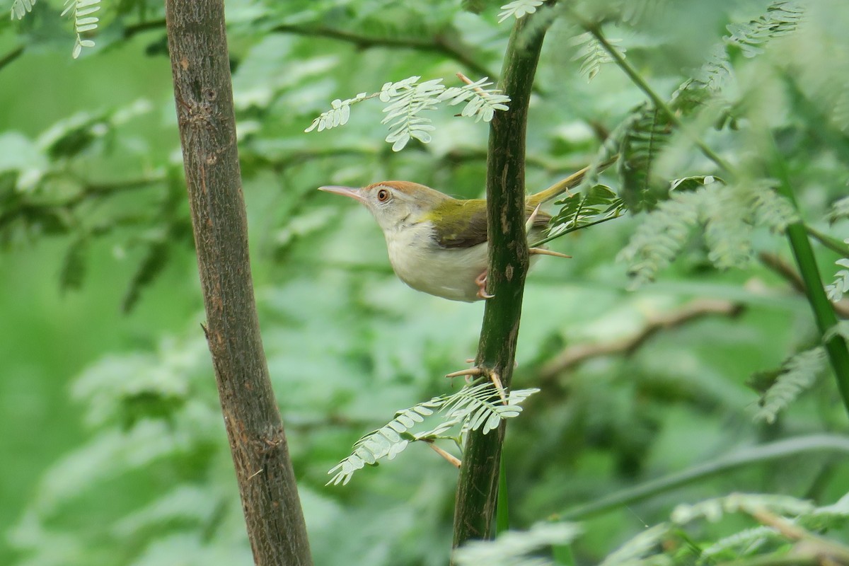 Common Tailorbird - Rishi Palit