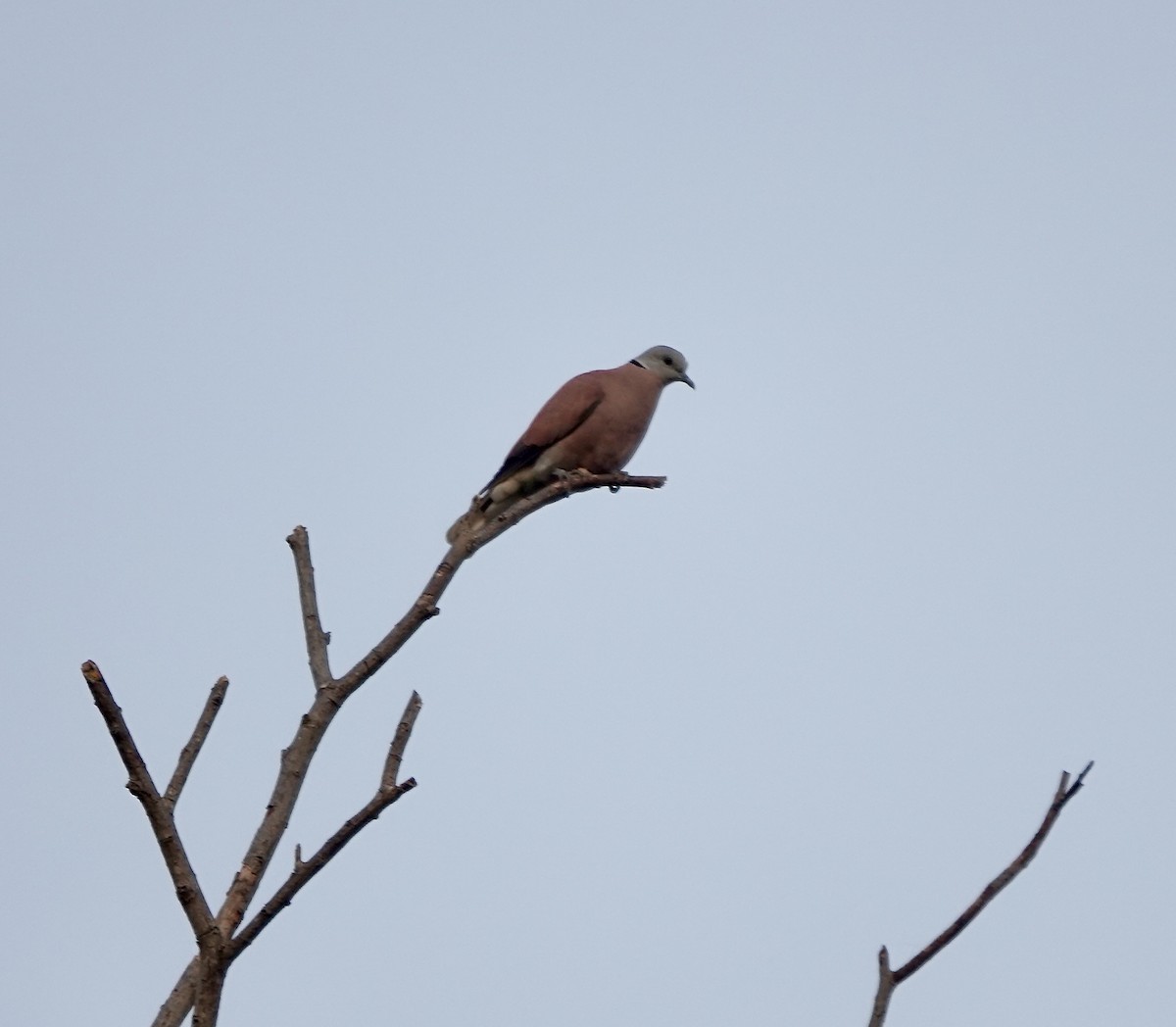 Red Collared-Dove - Ramesh T