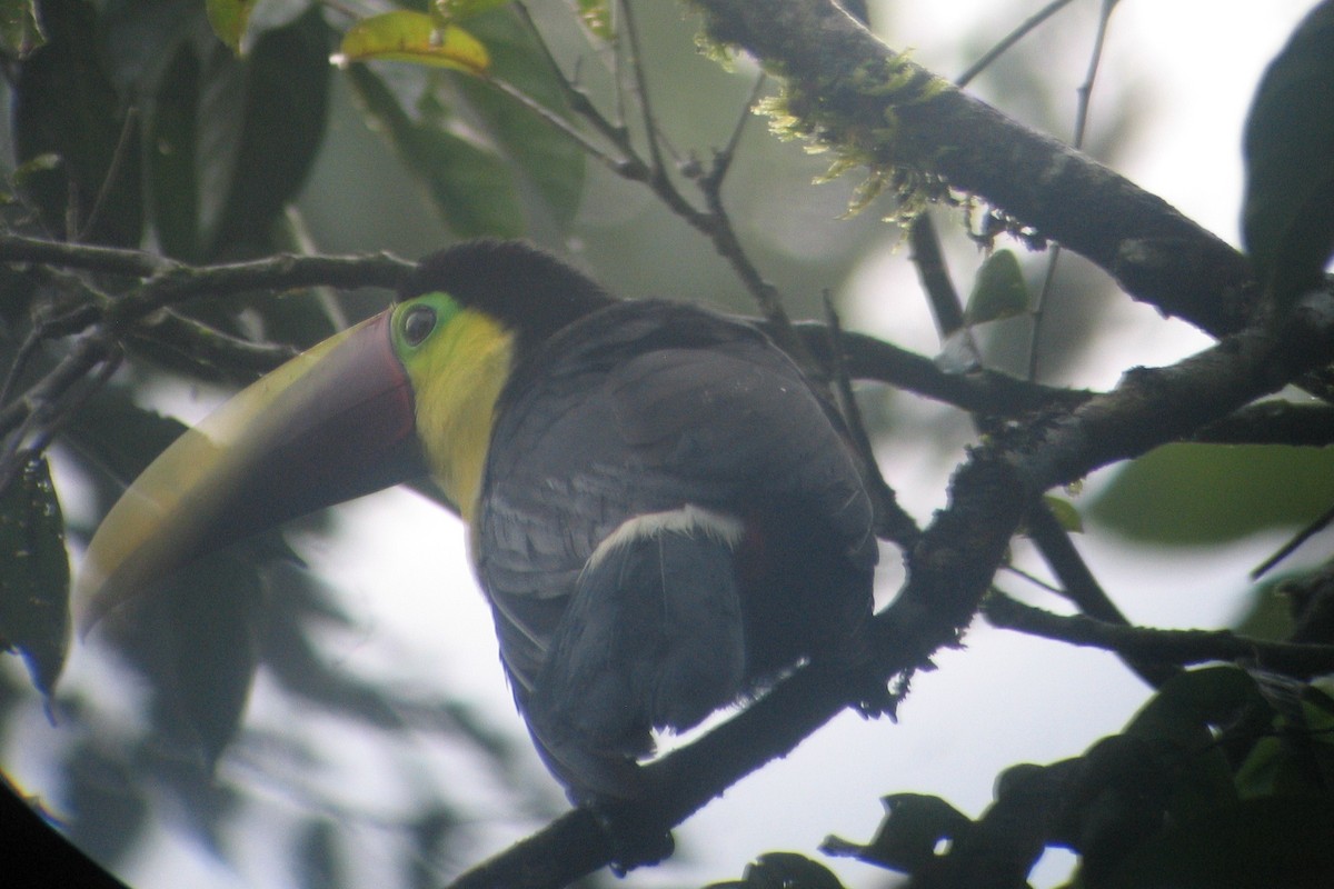 Yellow-throated Toucan (Chestnut-mandibled) - ML138424561