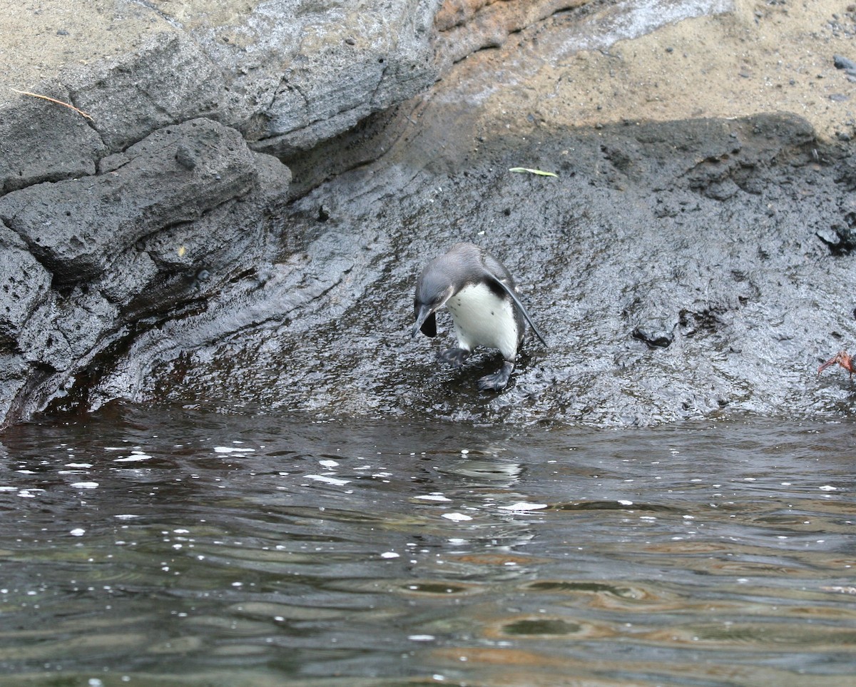 Galapagos Penguin - Geneva  Pigott