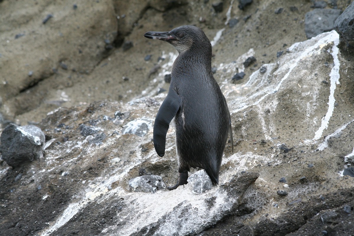 Galapagos Penguin - Geneva  Pigott