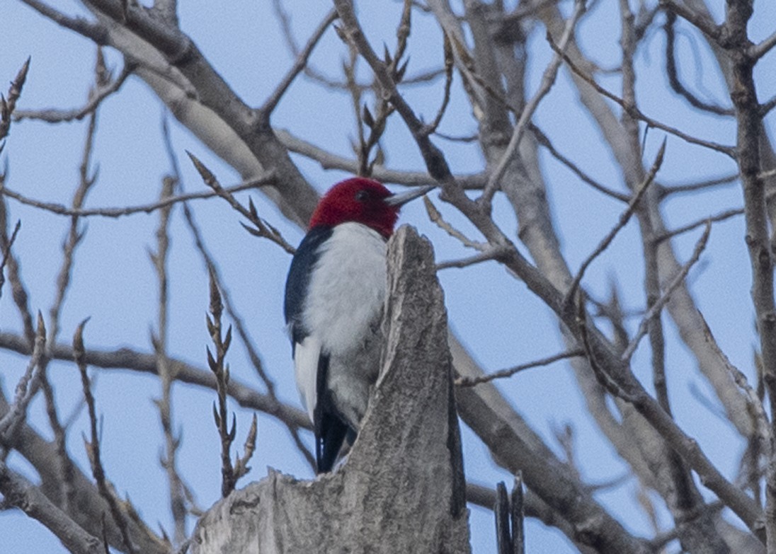 Red-headed Woodpecker - ML138425241