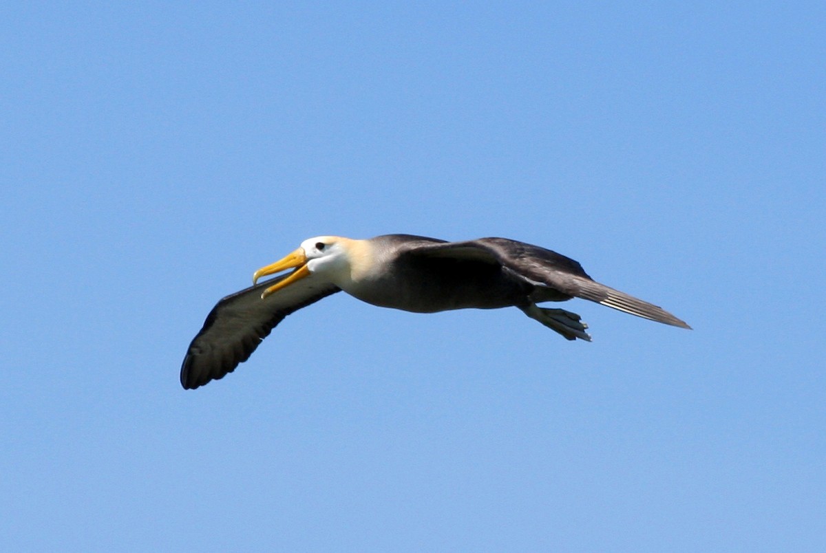 Waved Albatross - Geneva  Pigott