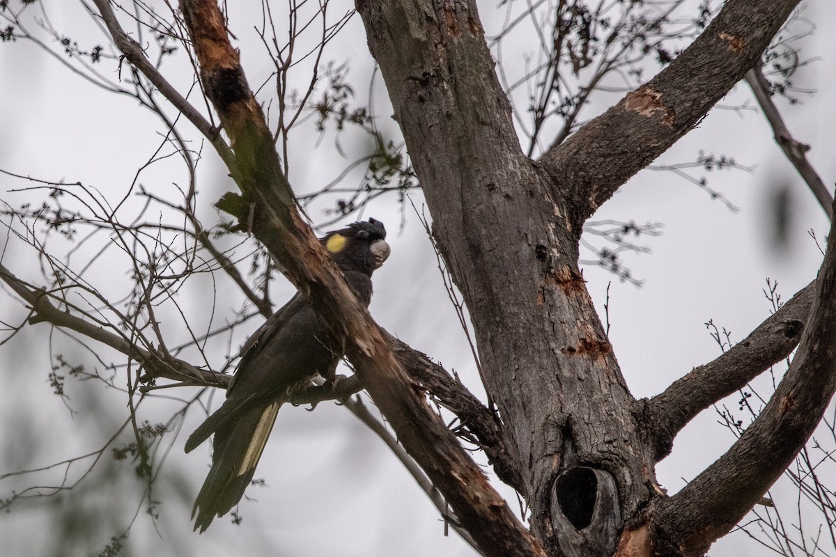 Yellow-tailed Black-Cockatoo - ML138427031