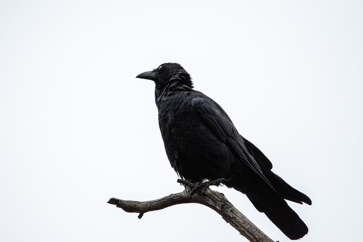 Australian Raven - ML138427191