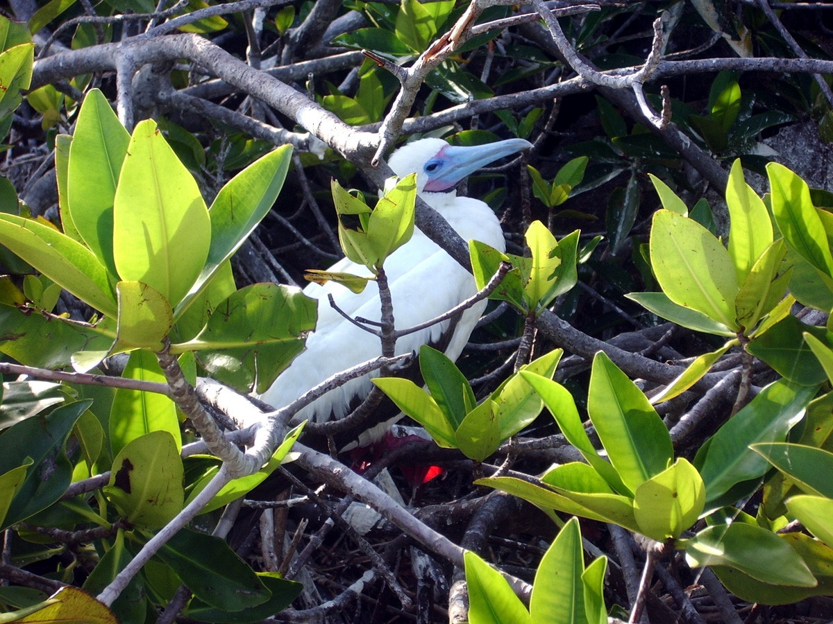 Red-footed Booby - ML138427681