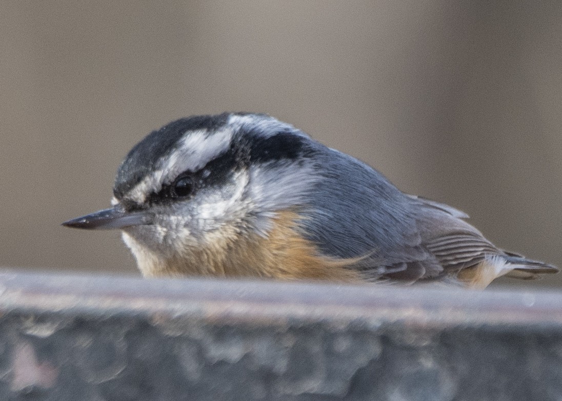Red-breasted Nuthatch - ML138428101