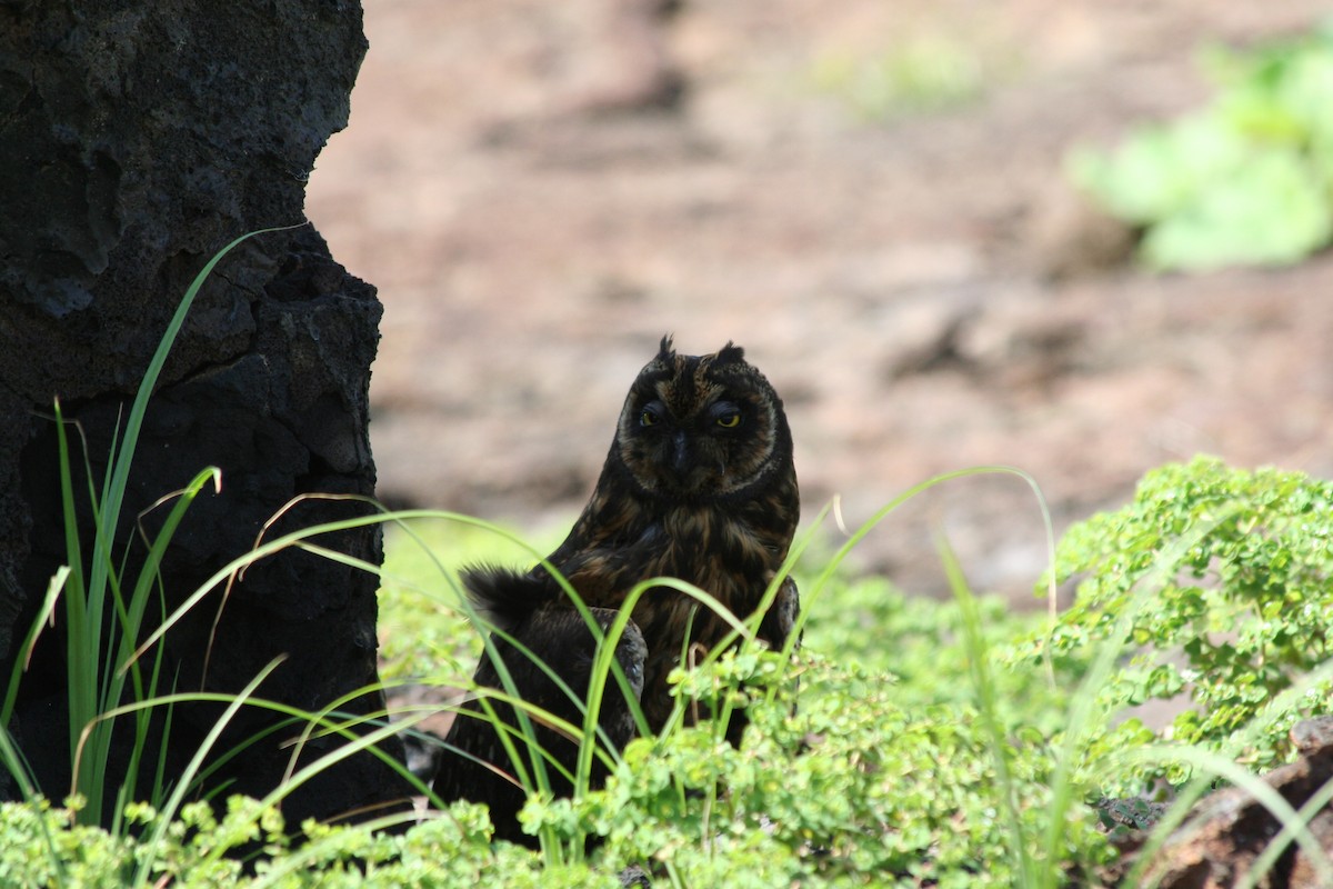 Short-eared Owl - ML138429431