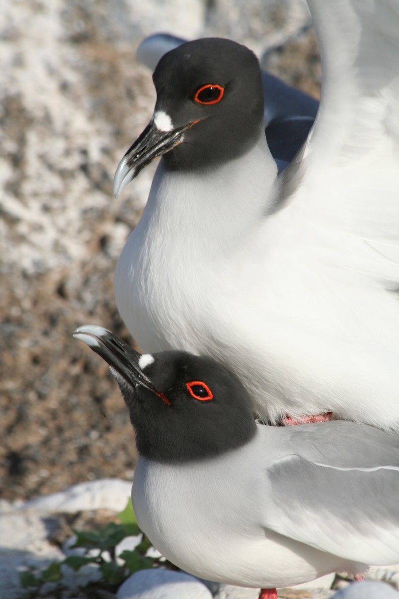 Swallow-tailed Gull - ML138429661