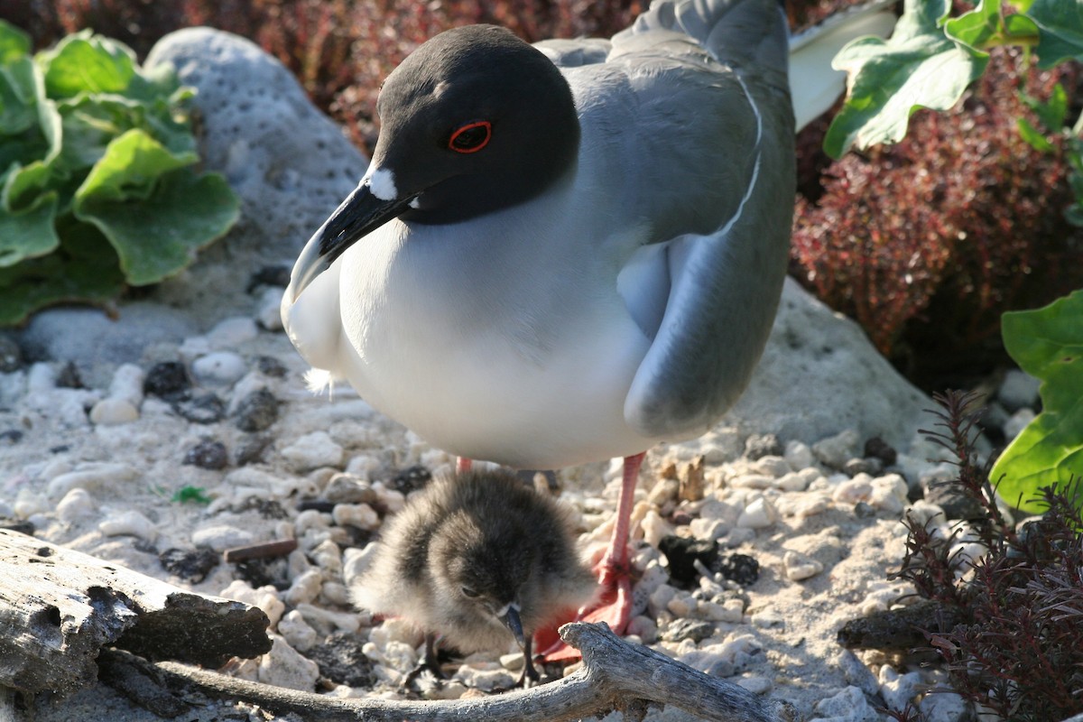 Swallow-tailed Gull - ML138429671