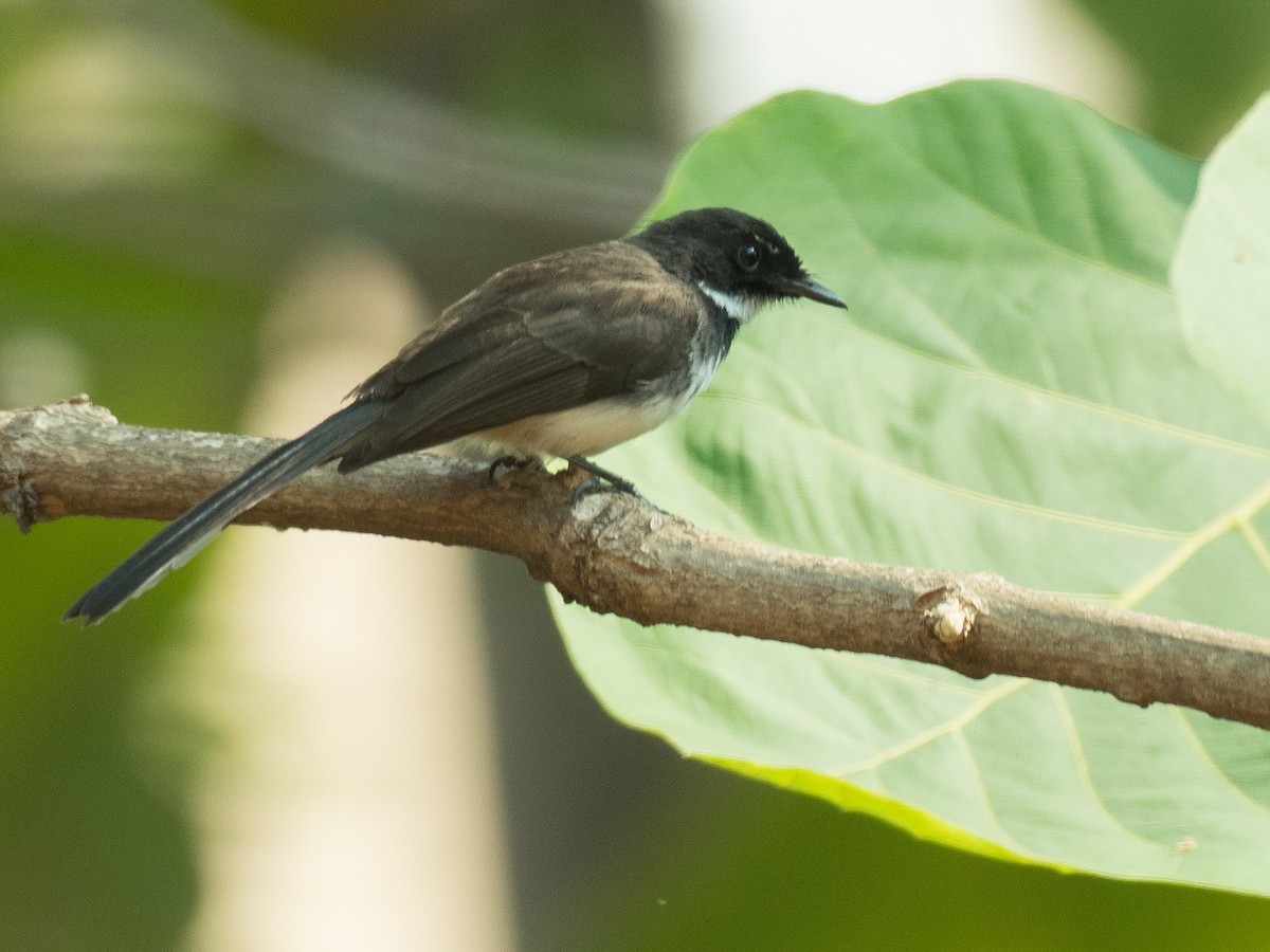 Malaysian Pied-Fantail - Anonymous