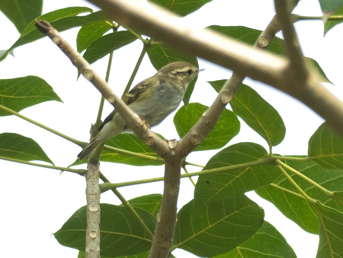 Yellow-browed Warbler - ML138432431