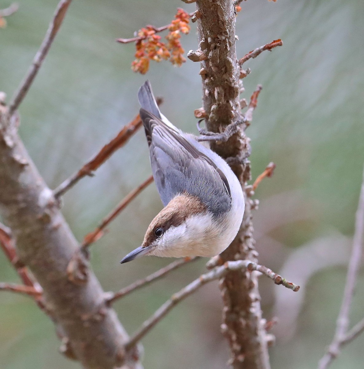 Brown-headed Nuthatch - Charles Lyon