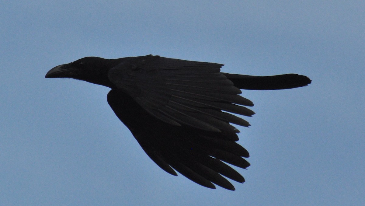 Large-billed Crow - ML138435131