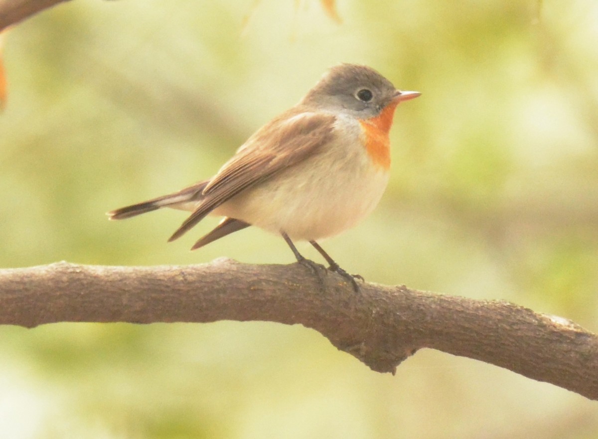 Red-breasted Flycatcher - ML138437581