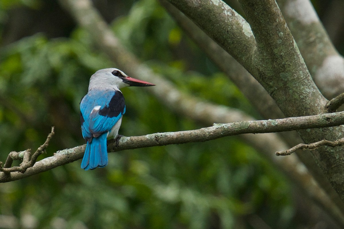 Woodland Kingfisher - Qin Huang