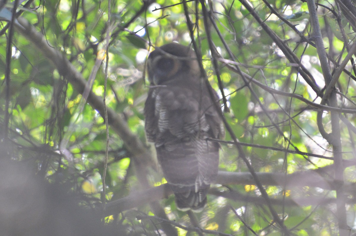 Brown Wood-Owl - Dirk Tomsa