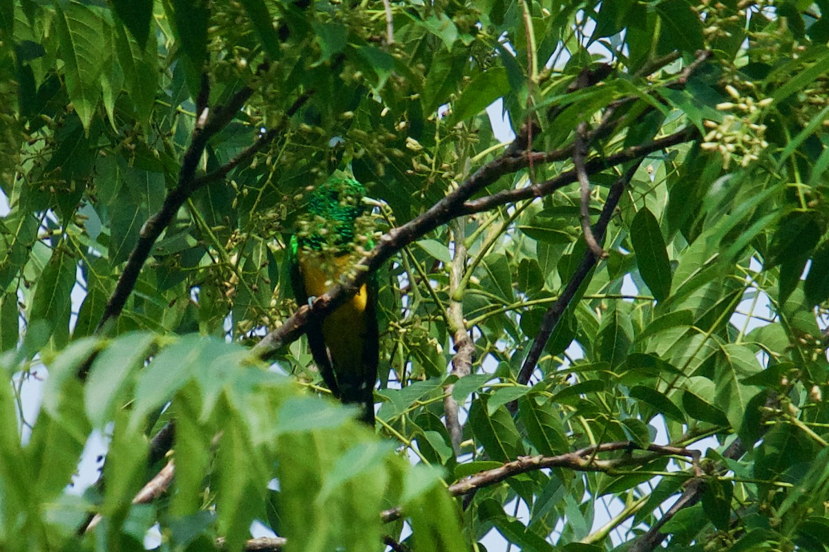 African Emerald Cuckoo - ML138439741