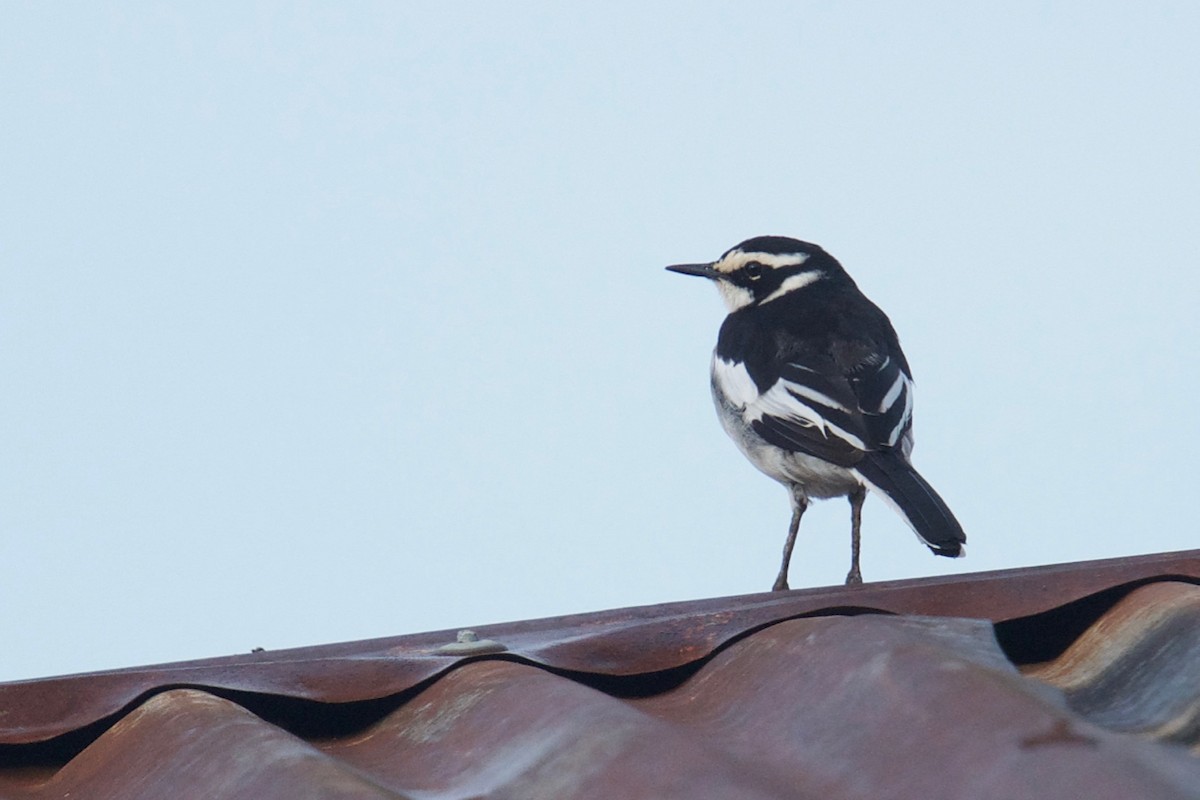 African Pied Wagtail - ML138440021