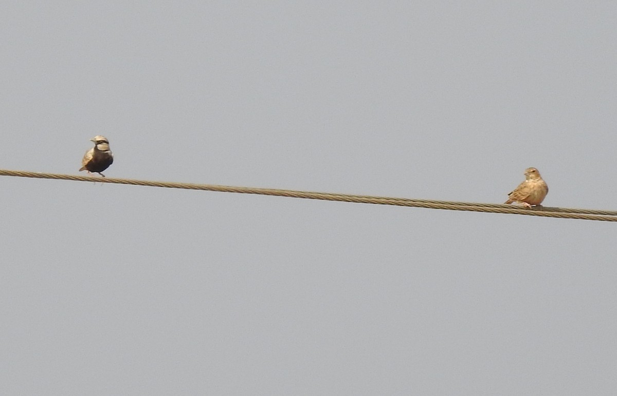 Ashy-crowned Sparrow-Lark - ML138440621