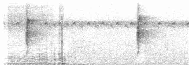 Çizgili Büyük Tiran - ML138441481