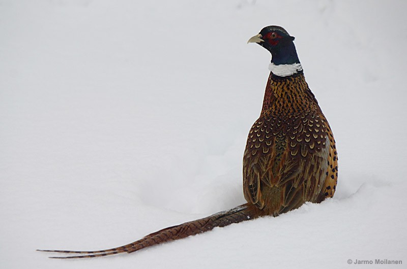 Ring-necked Pheasant - Jarmo Moilanen