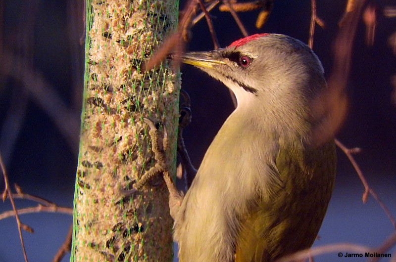 Gray-headed Woodpecker - Jarmo Moilanen
