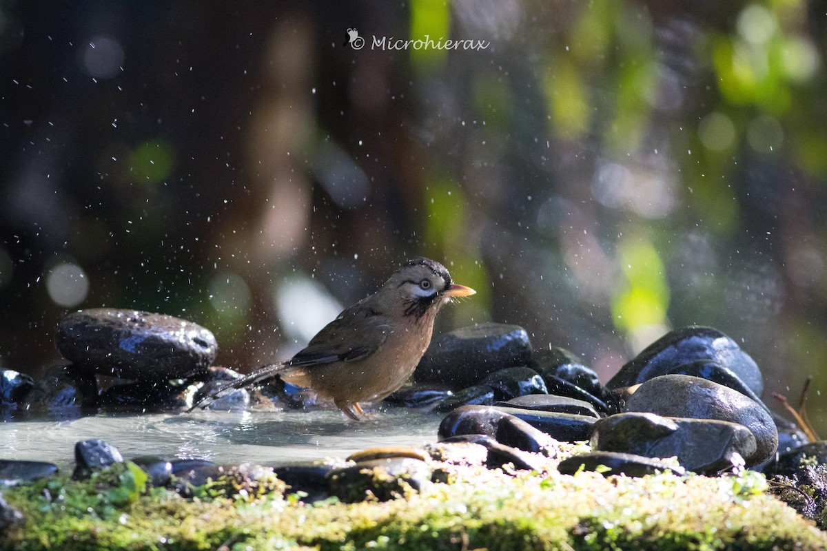Moustached Laughingthrush - ML138443011