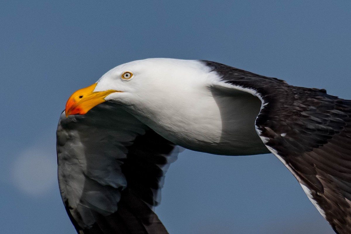 Pacific Gull - Terence Alexander