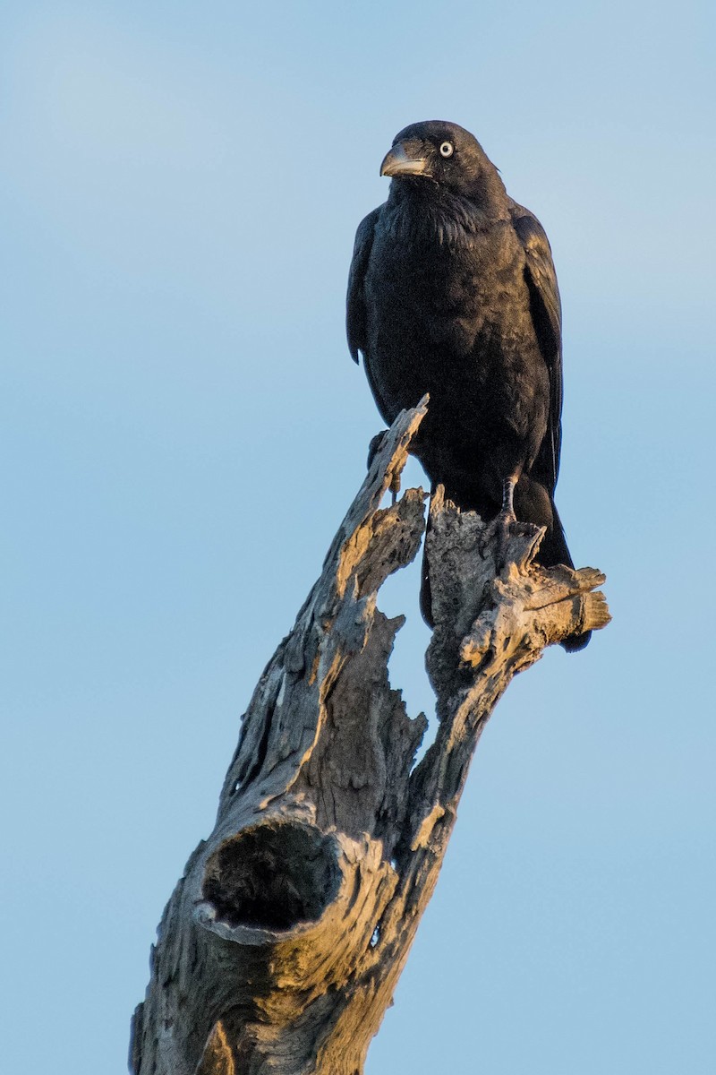 Cuervo de Tasmania - ML138449041