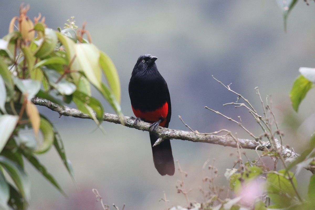 Red-bellied Grackle - ML138449171