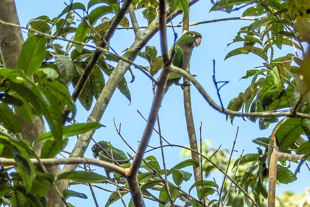 Olive-throated Parakeet - ML138449921