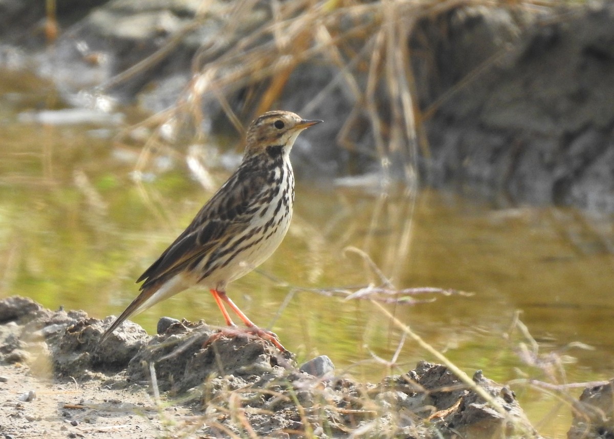 Red-throated Pipit - Mark Smiles