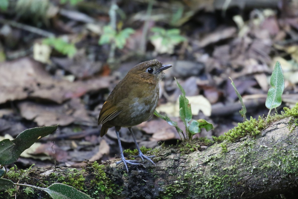 Brown-banded Antpitta - ML138451881