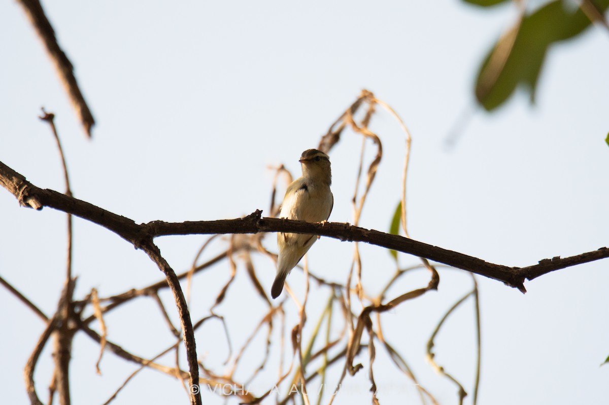 Yellow-browed Warbler - ML138452371