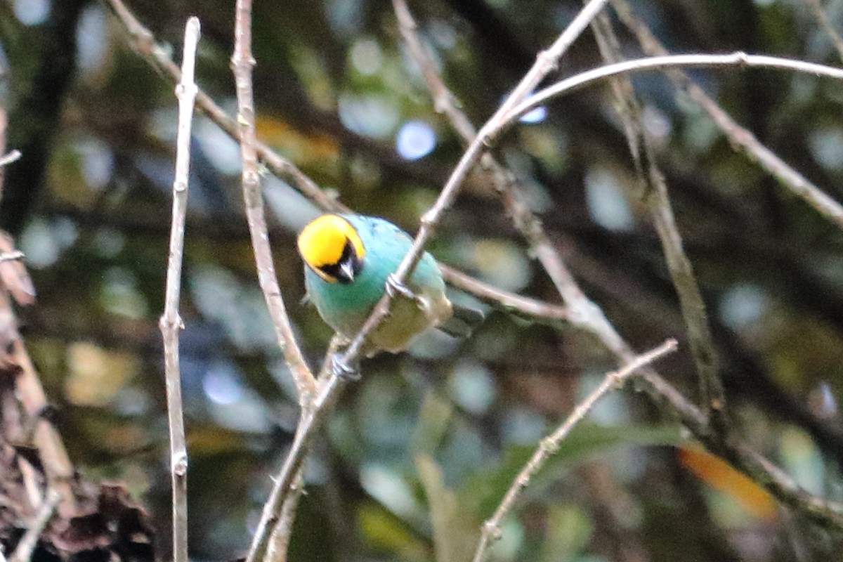 Saffron-crowned Tanager - ML138454081