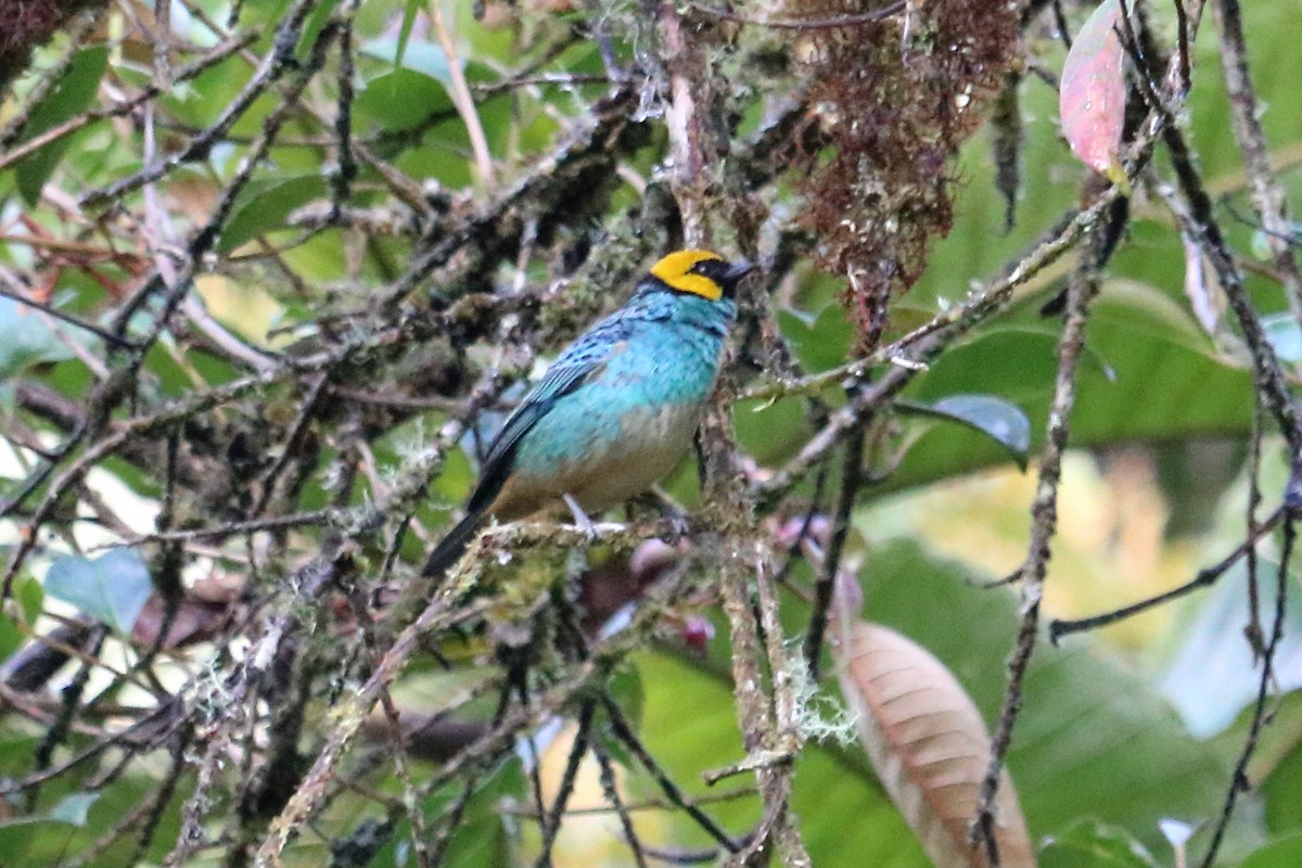 Saffron-crowned Tanager - ML138454251