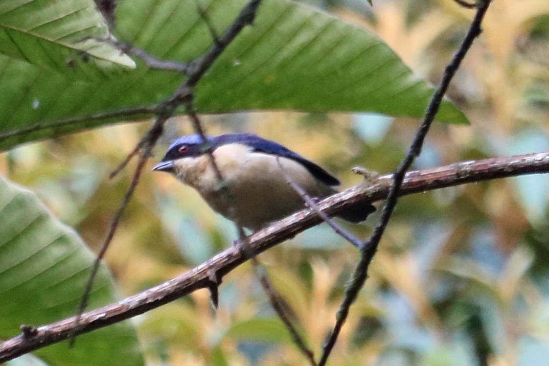 Fawn-breasted Tanager - ML138454981