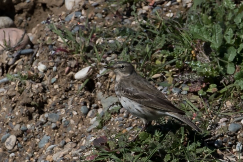 Water Pipit - ML138455311