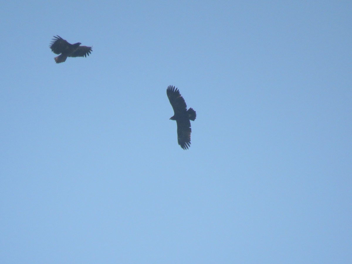 Greater Spotted Eagle - ML138455671