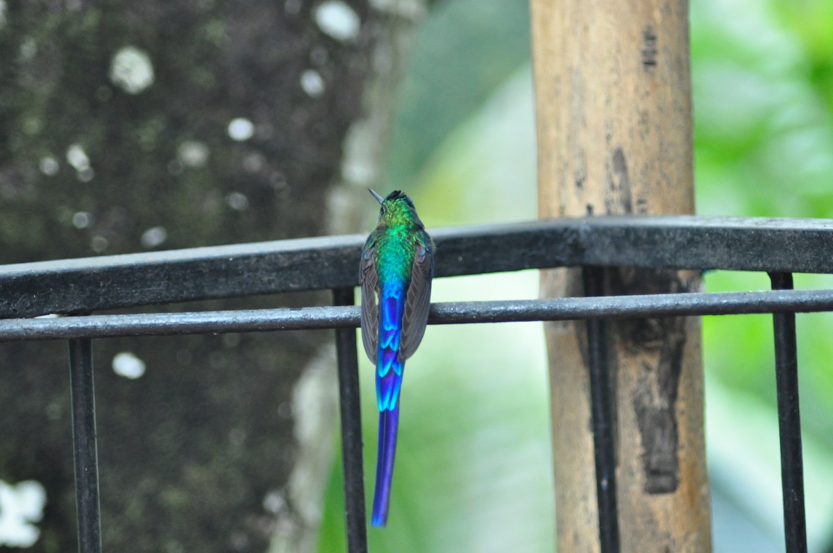 Violet-tailed Sylph - ML138455791