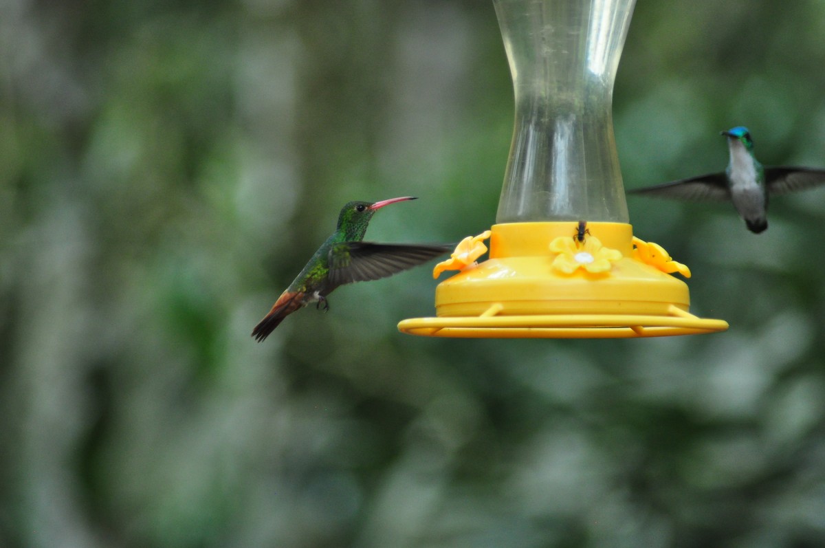 Rufous-tailed Hummingbird - ML138456581